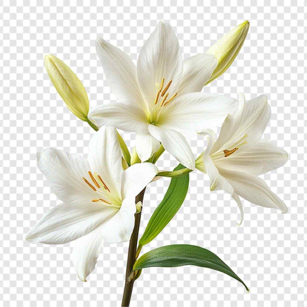 Discover the Top 10 Stunning Summer Flowers in India for Your Garden