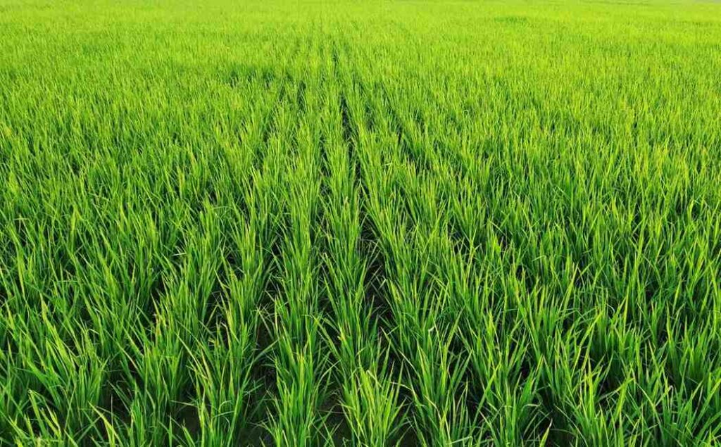 Sustainable Rice Farming