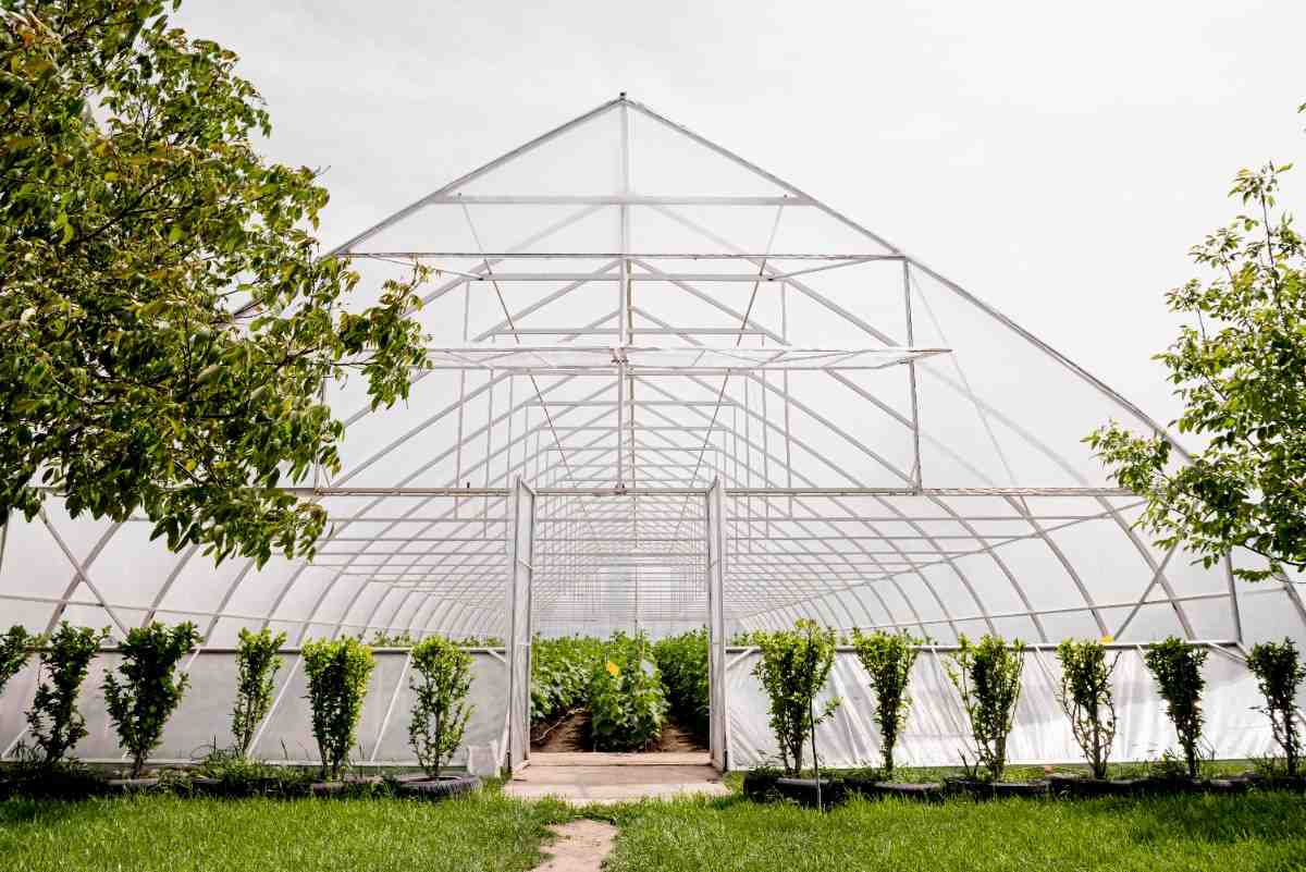 Greenhouse Farming