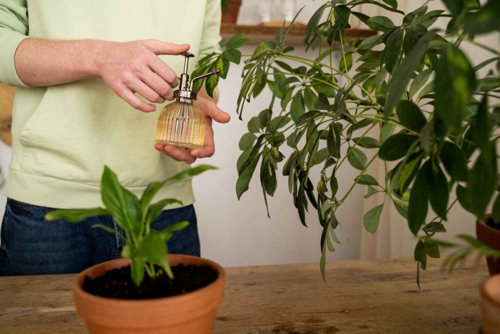 The Secret to Fertilizing Home Plants Like a Pro: Best Schedule & Tips