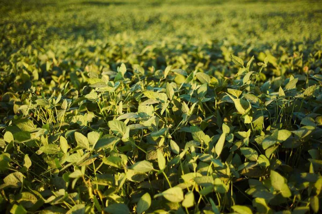 Soybean Irrigation Methods