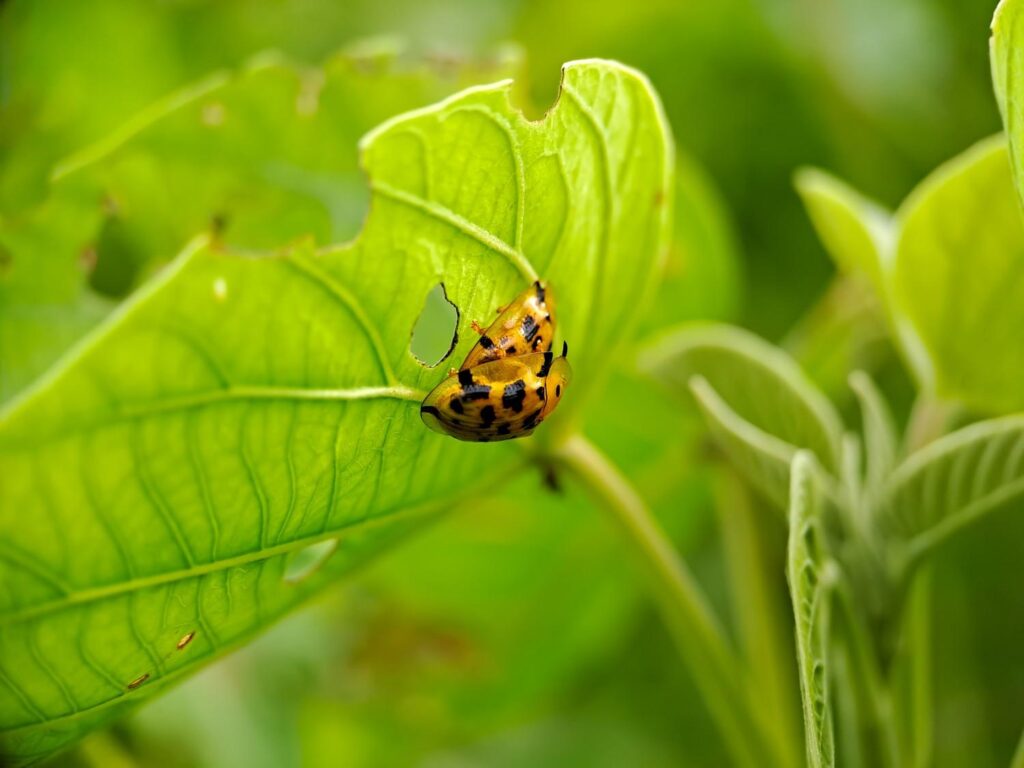 Stop Greenhouse Pests Now: Identify & Manage Greenhouse Pest Control Tips
