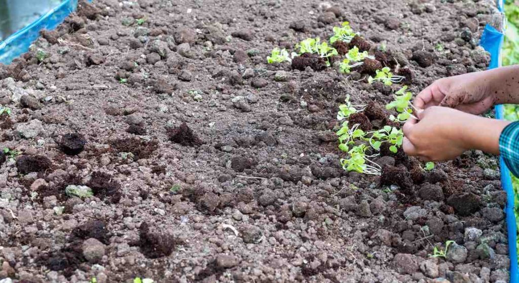 5 Natural Ways to Effectively Manage Soil Pests Without Chemicals