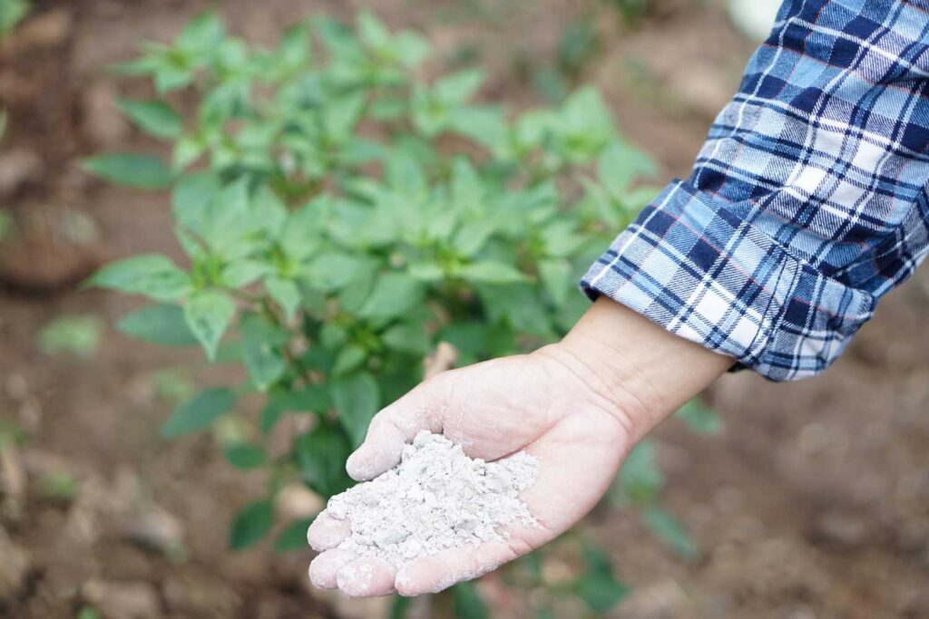 Cottonseed Meal Fertilizer: Nature’s Power for Soil Health