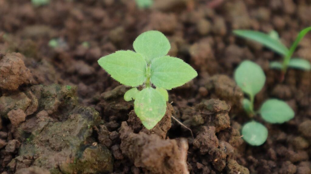 Cottonseed Meal Fertilizer: Nature’s Power for Soil Health