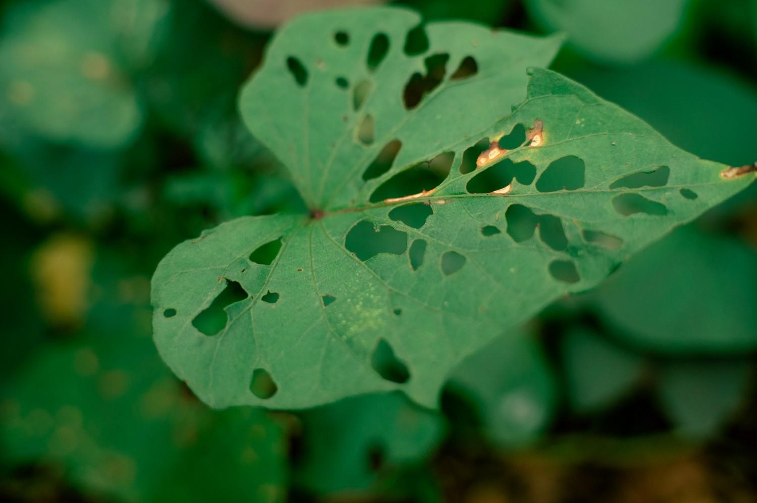 10 Common Crop Diseases You Must Know: Causes, Prevention & Early Detection to Safeguard Your Farm