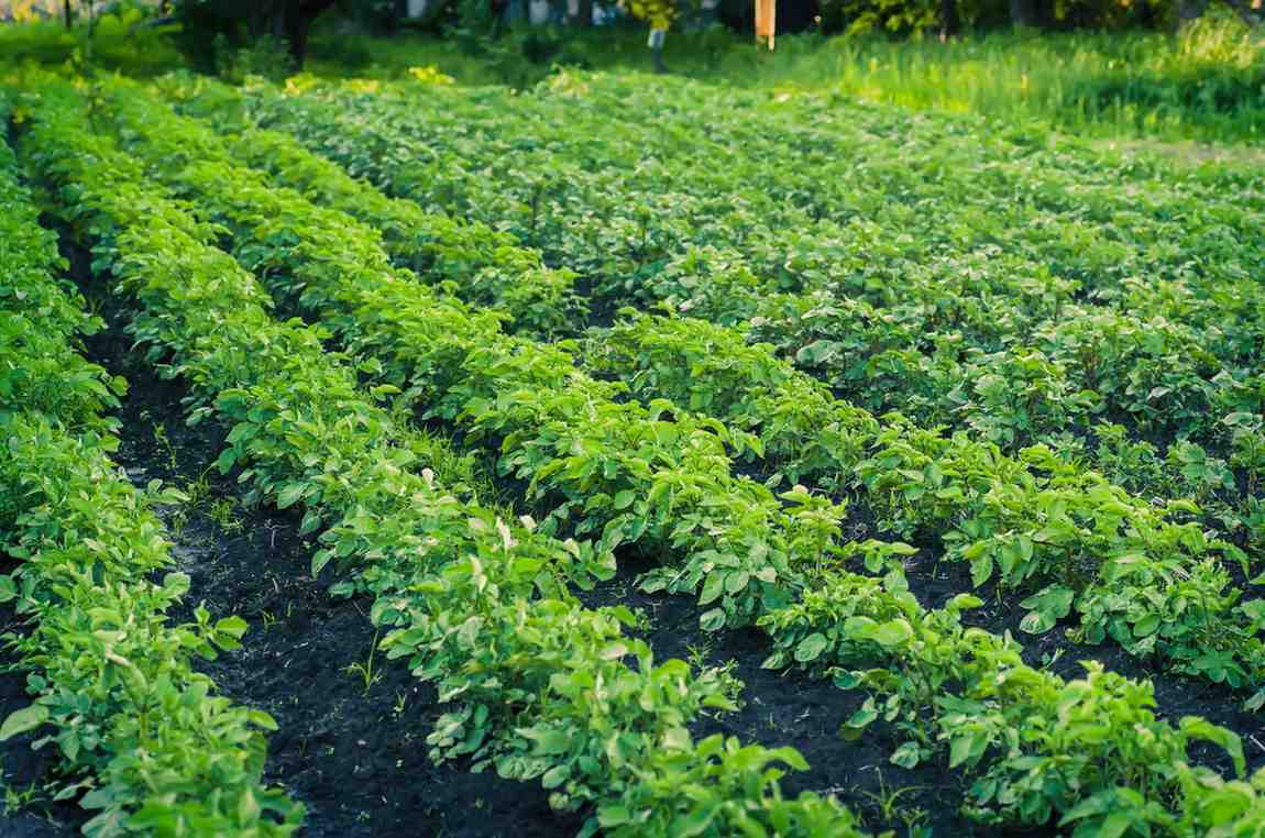 Organic Herbicides: Can Natural Weed Killers Compete?