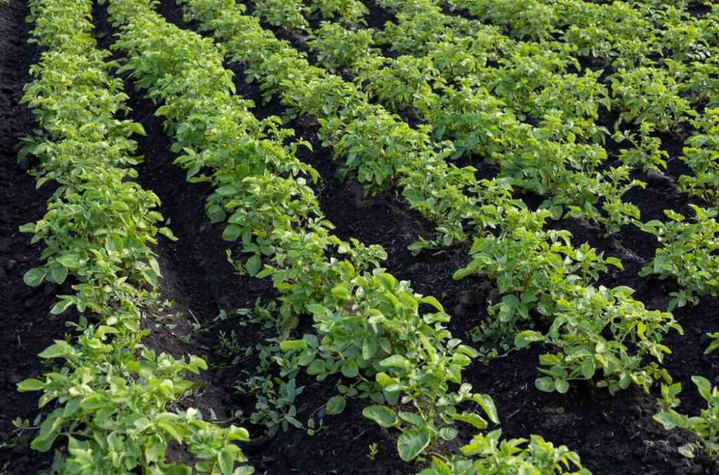 Organic Herbicides: Can Natural Weed Killers Compete?