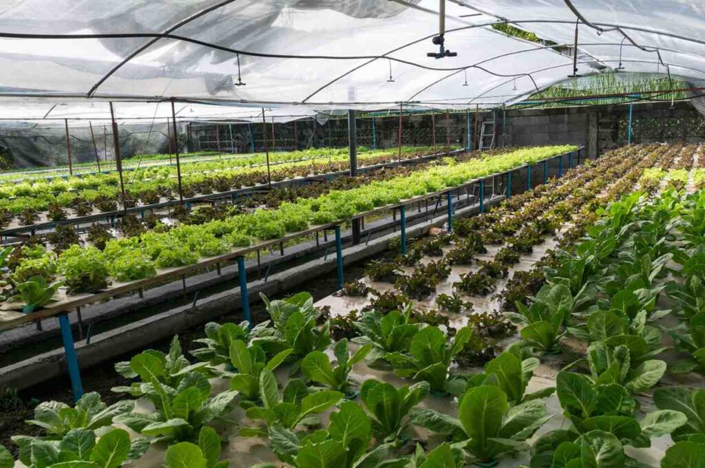 Hydroponic Greenhouses: Revolutionizing Farming with Smart Tech