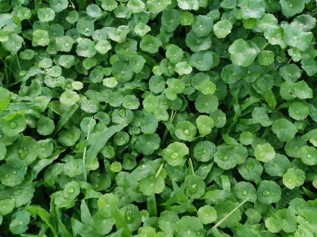 Boost Your Soil’s Health Today with Green Manure Cover Crops