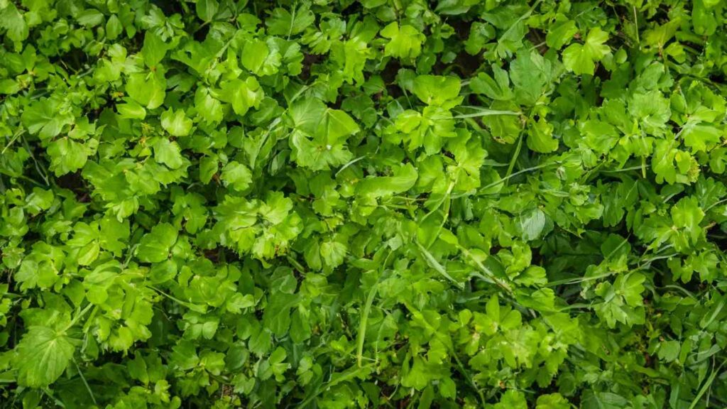 Boost Your Soil’s Health Today with Green Manure Cover Crops