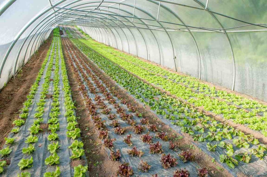 How Smart Irrigation is Revolutionizing Polytunnel Farming in India