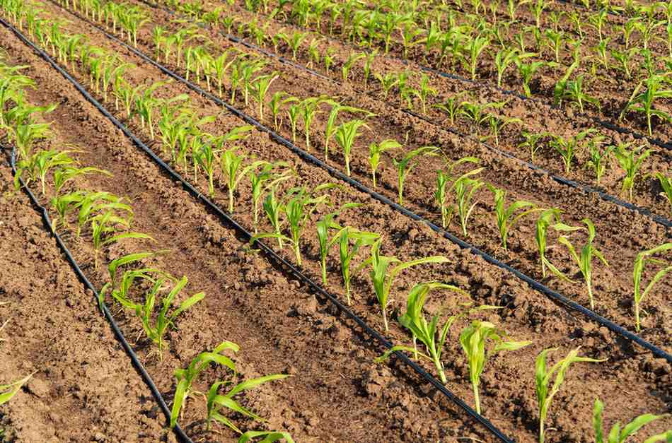 Increase Crop Yields in 2025: 10 Proven Farming Practices