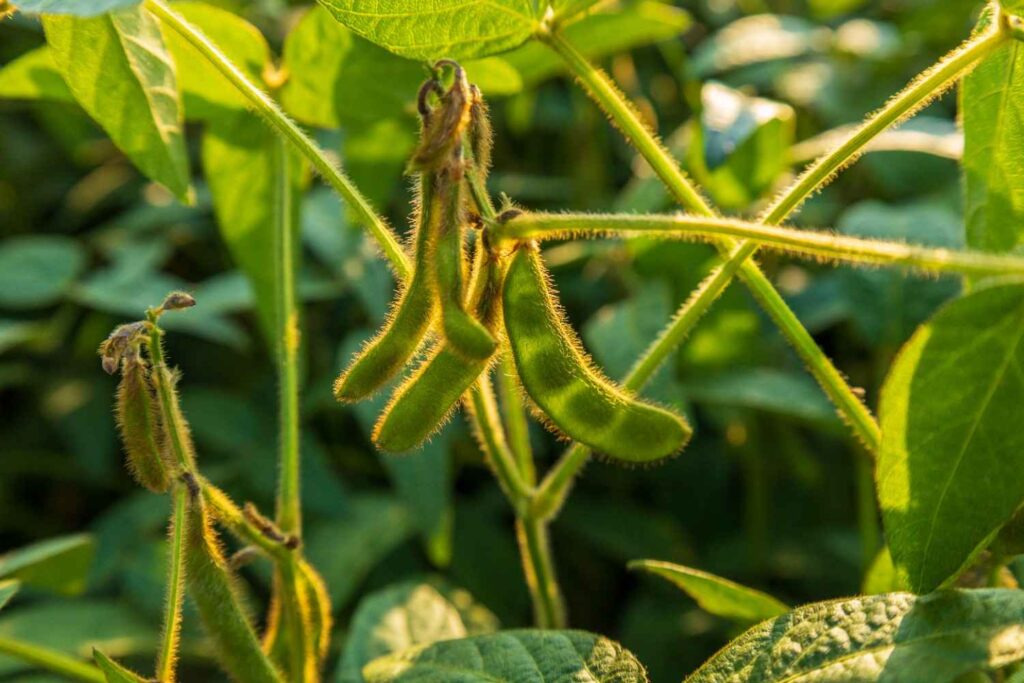 Expert Tips for Growing Soybeans Successfully and Boosting Yields