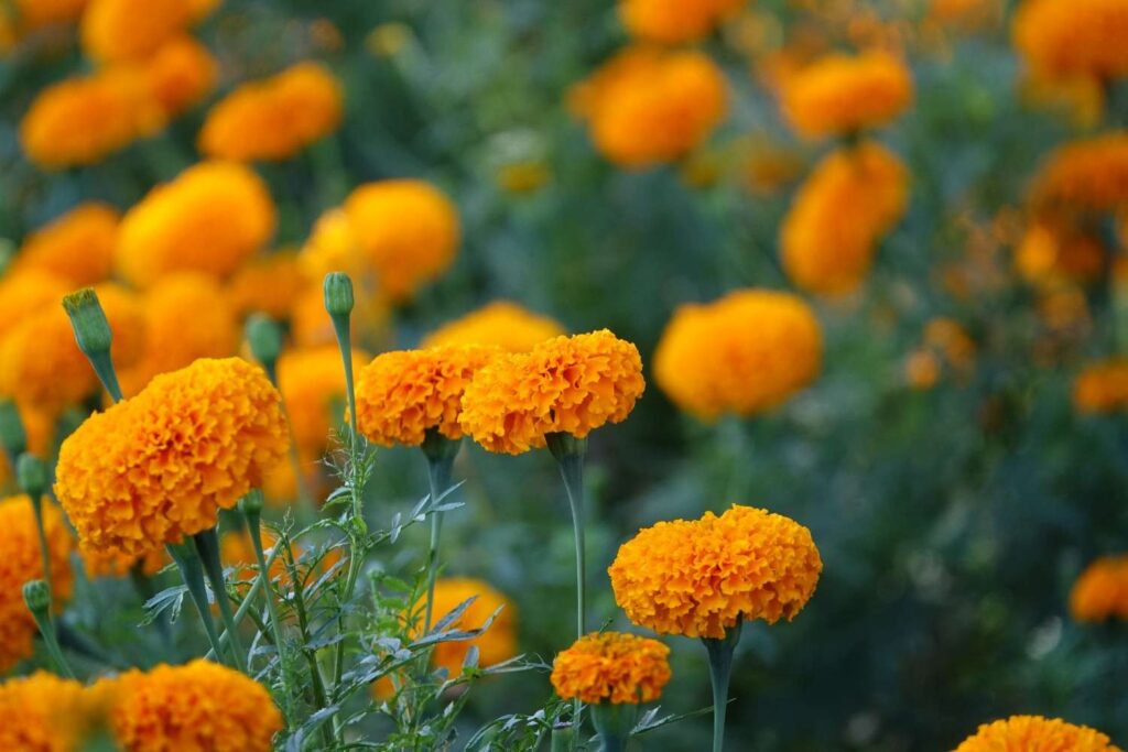 Discover the Top 10 Stunning Summer Flowers in India for Your Garden