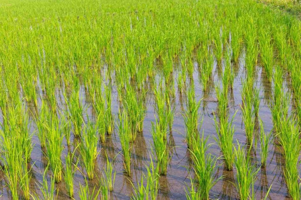 Organic Paddy Farming