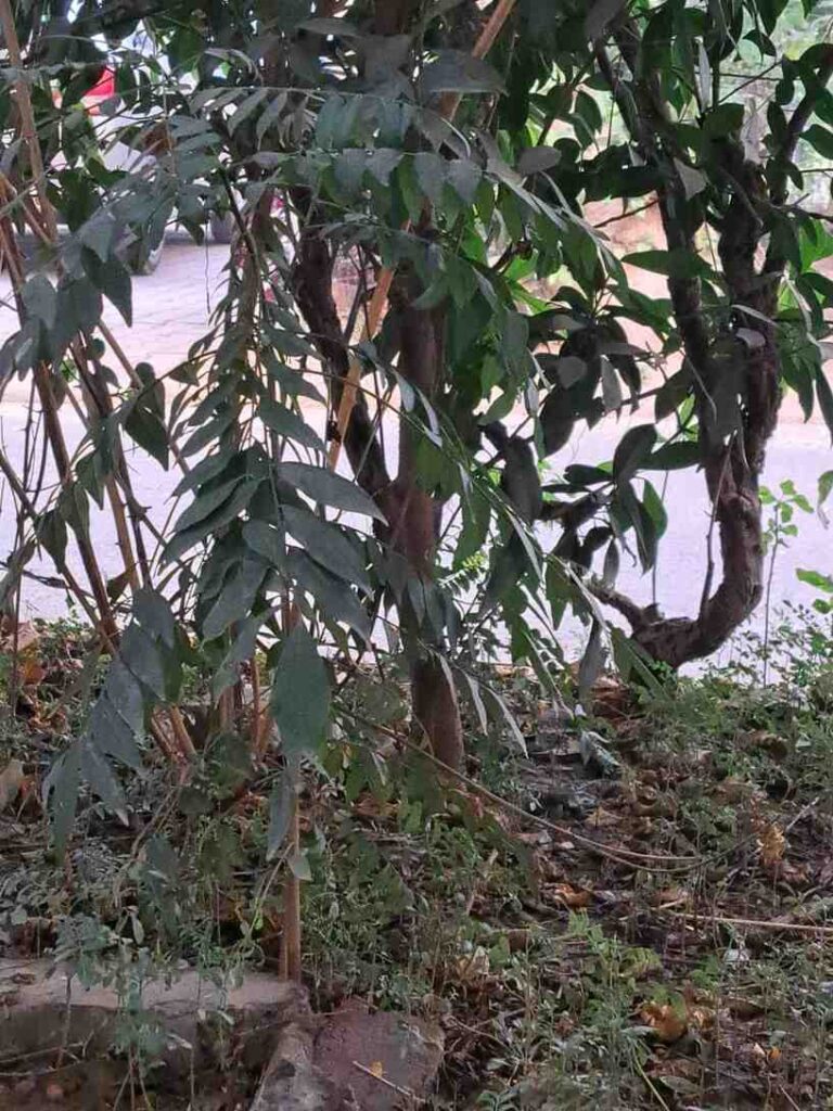 Grow Curry Leaves at Home: Simple Guide for Every Gardener