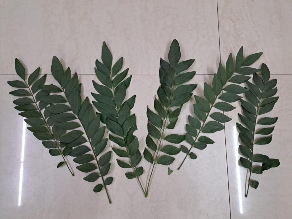 Grow Curry Leaves at Home: Simple Guide for Every Gardener