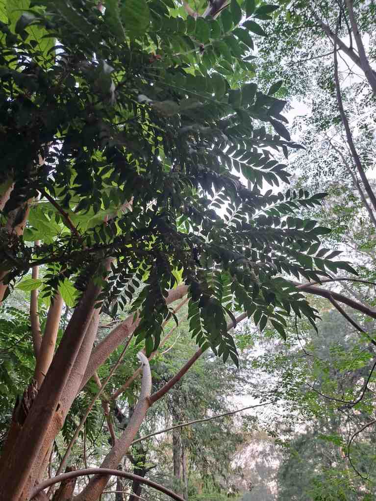 Grow Curry Leaves at Home: Simple Guide for Every Gardener