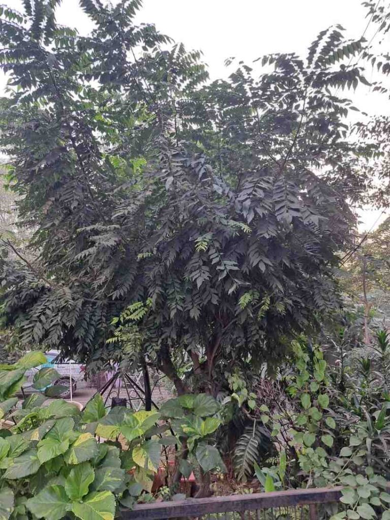 Grow Curry Leaves at Home: Simple Guide for Every Gardener