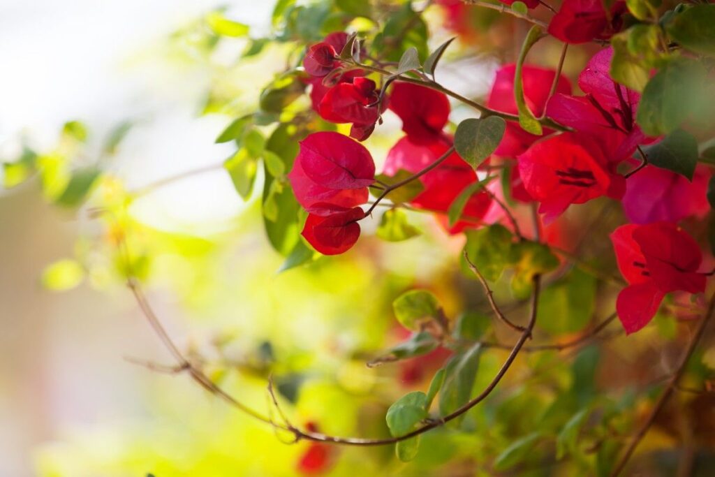 Fertilizing Bougainvillea for Explosive Color and Big Blooms