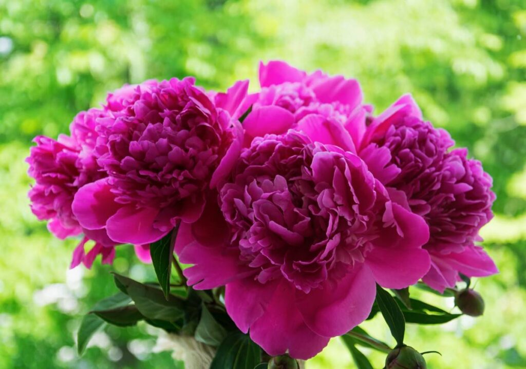 How to Grow Peonies: Simple Steps for Gorgeous Blooms