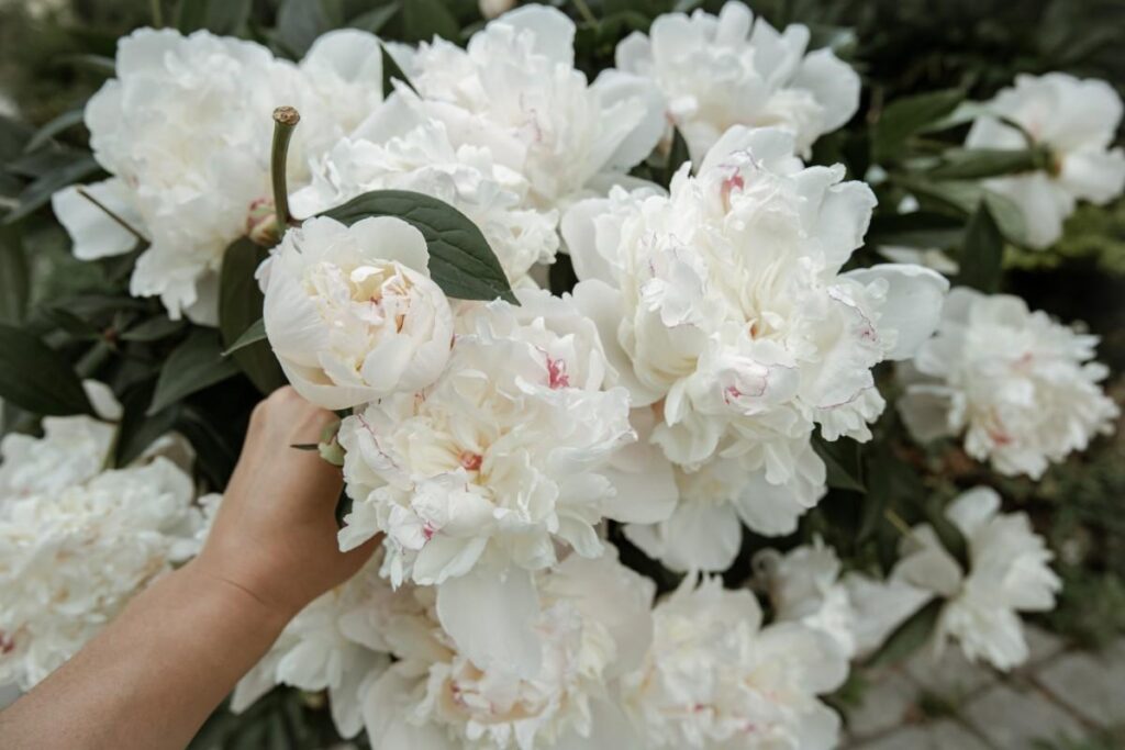 How to Grow Peonies: Simple Steps for Gorgeous Blooms