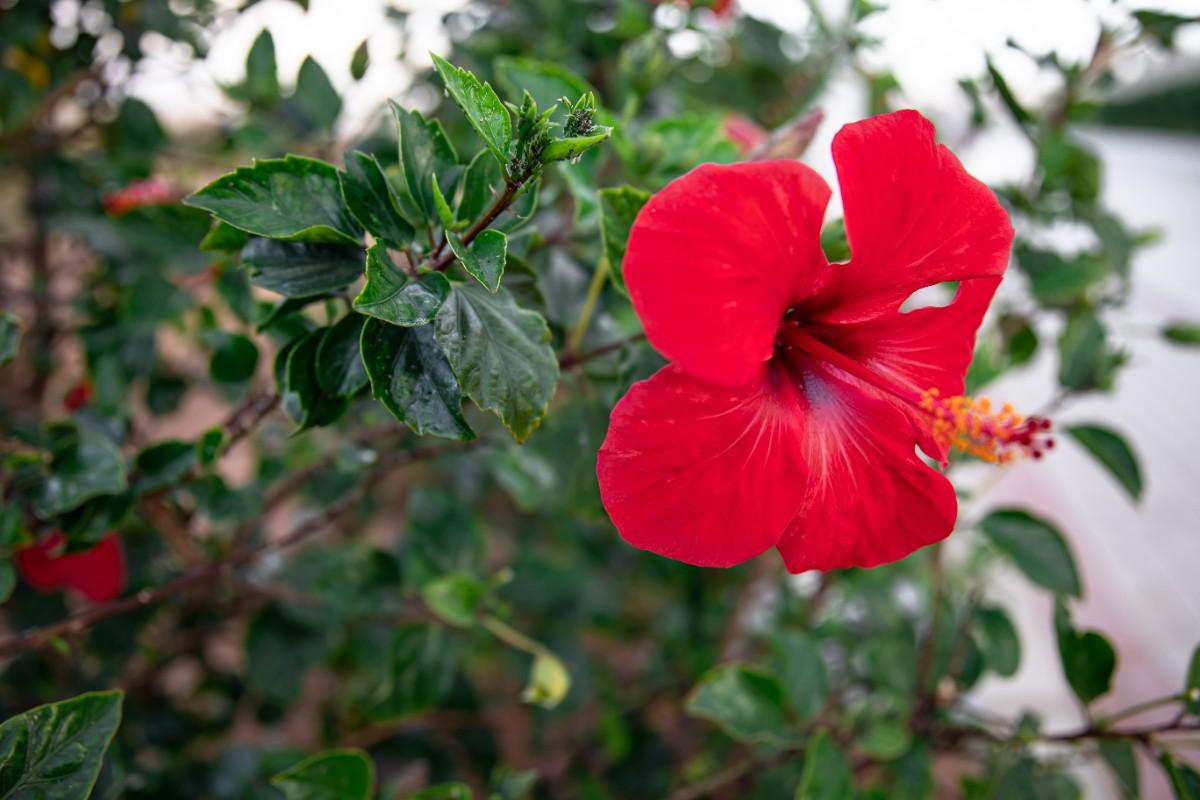 Hibiscus Plant Care