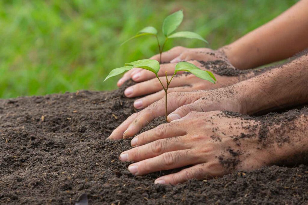  Best Time to Plant Trees in India: Complete Monsoon Guide