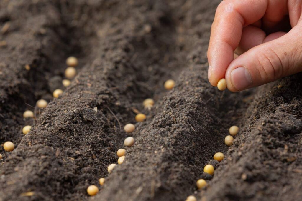 How Long Do Seeds Last? Proven Storage & Viability Tips