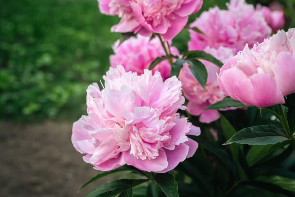 How to Grow Peonies: Simple Steps for Gorgeous Blooms