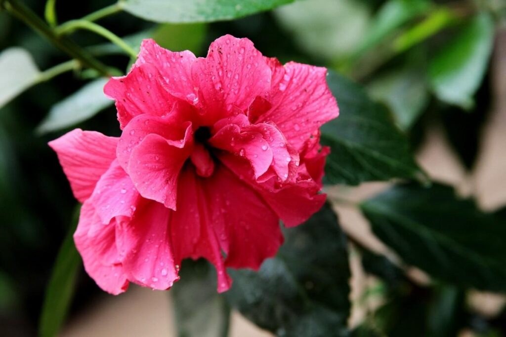 Hibiscus Plant Care