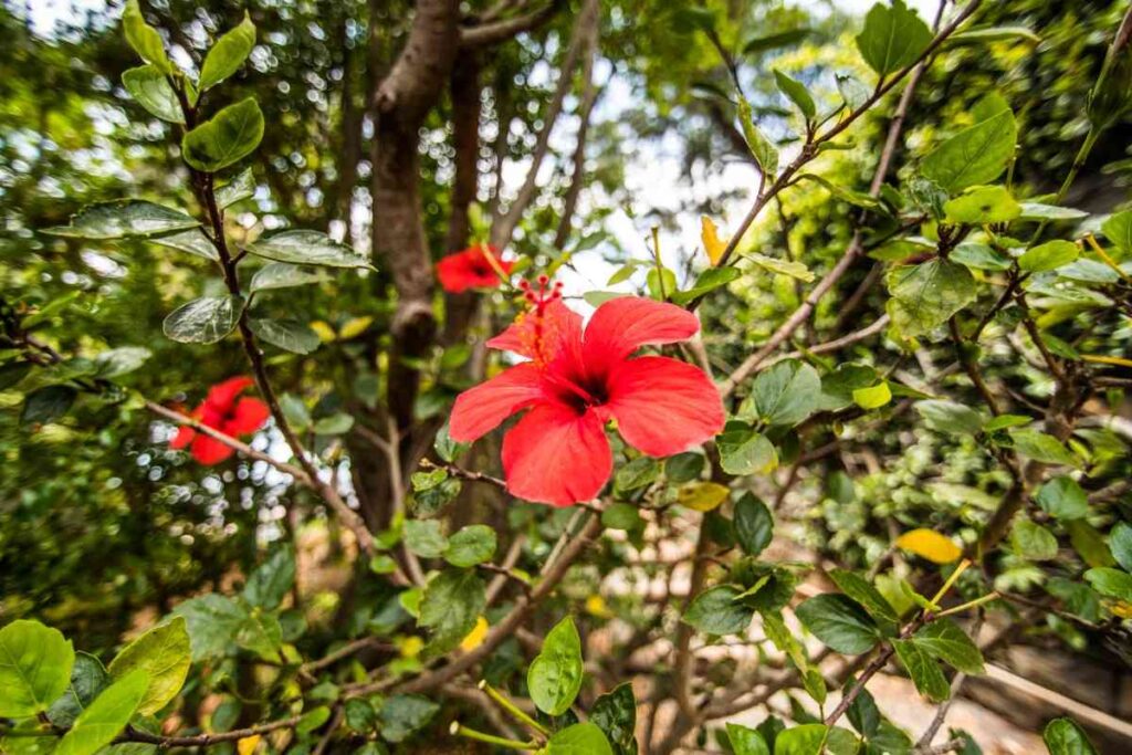 Hibiscus Plant Care