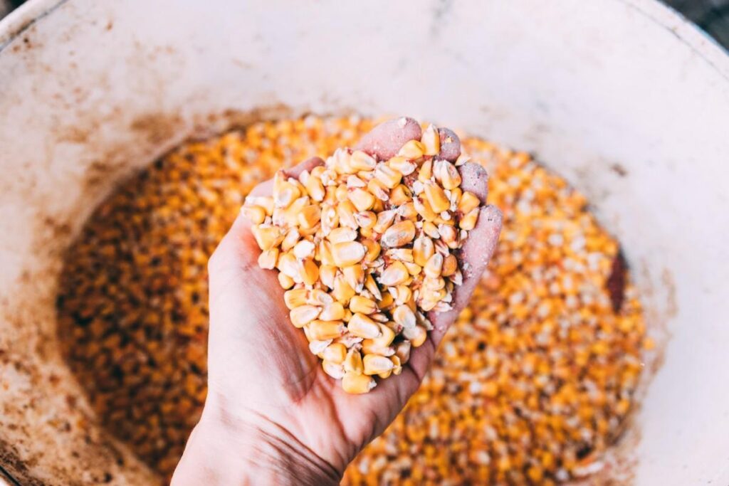  How Long Do Seeds Last? Proven Storage & Viability Tips