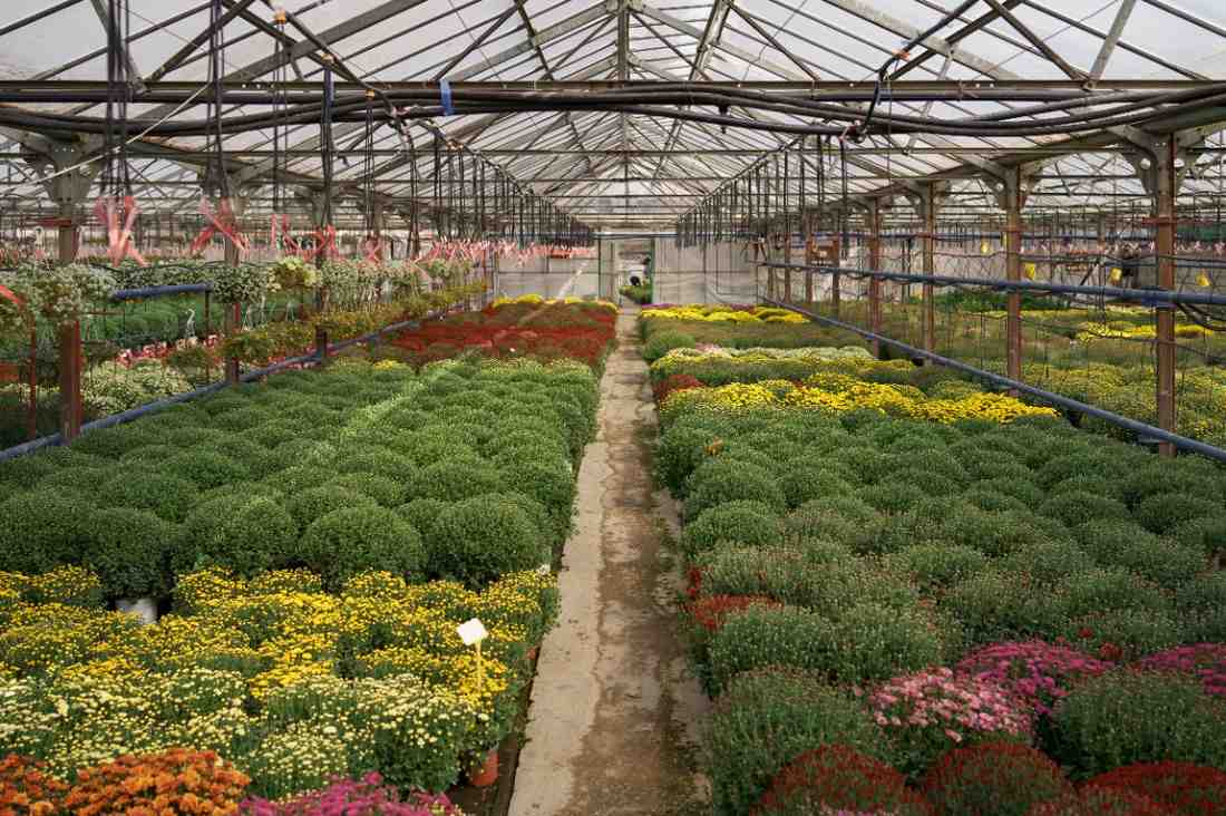 Polytunnel Gardening Made Easy