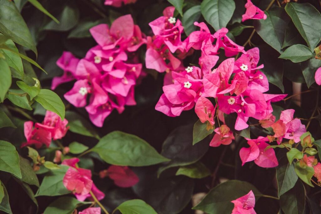 Fertilizing Bougainvillea for Explosive Color and Big Blooms