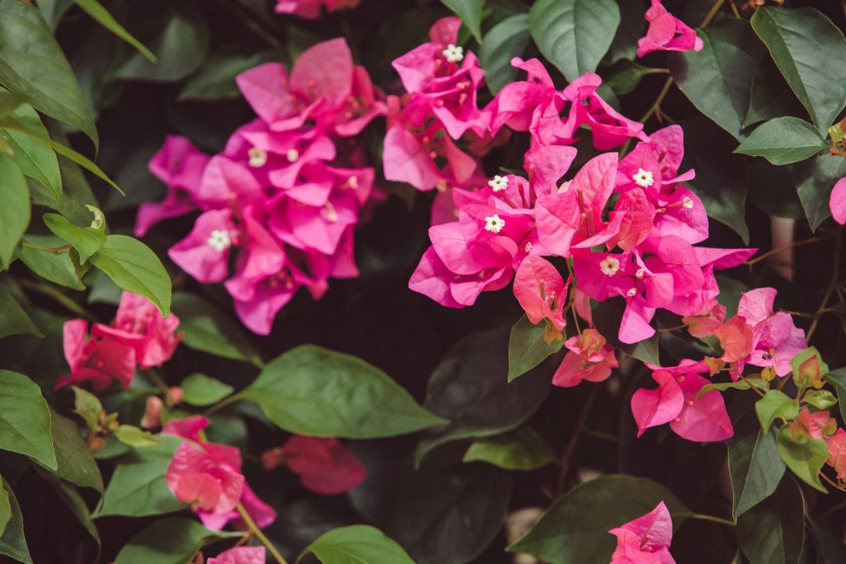 Fertilizing Bougainvillea for Explosive Color and Big Blooms