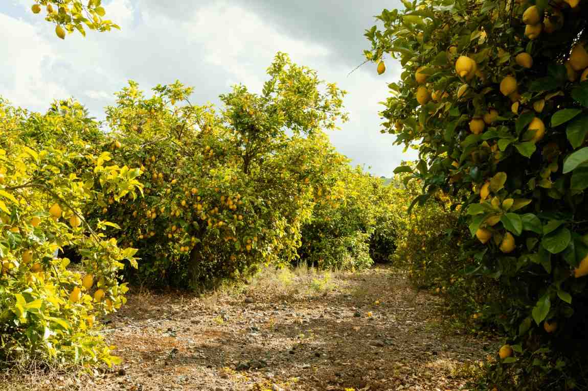 How to Fertilize Lemon Trees