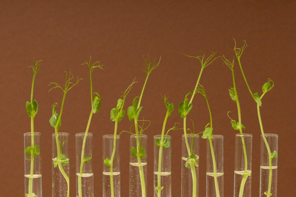  How Long Do Seeds Last? Proven Storage & Viability Tips