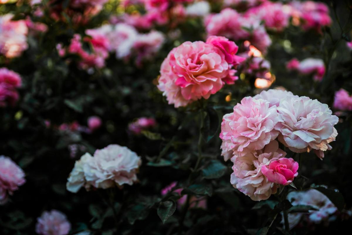 How to Grow Peonies: Simple Steps for Gorgeous Blooms