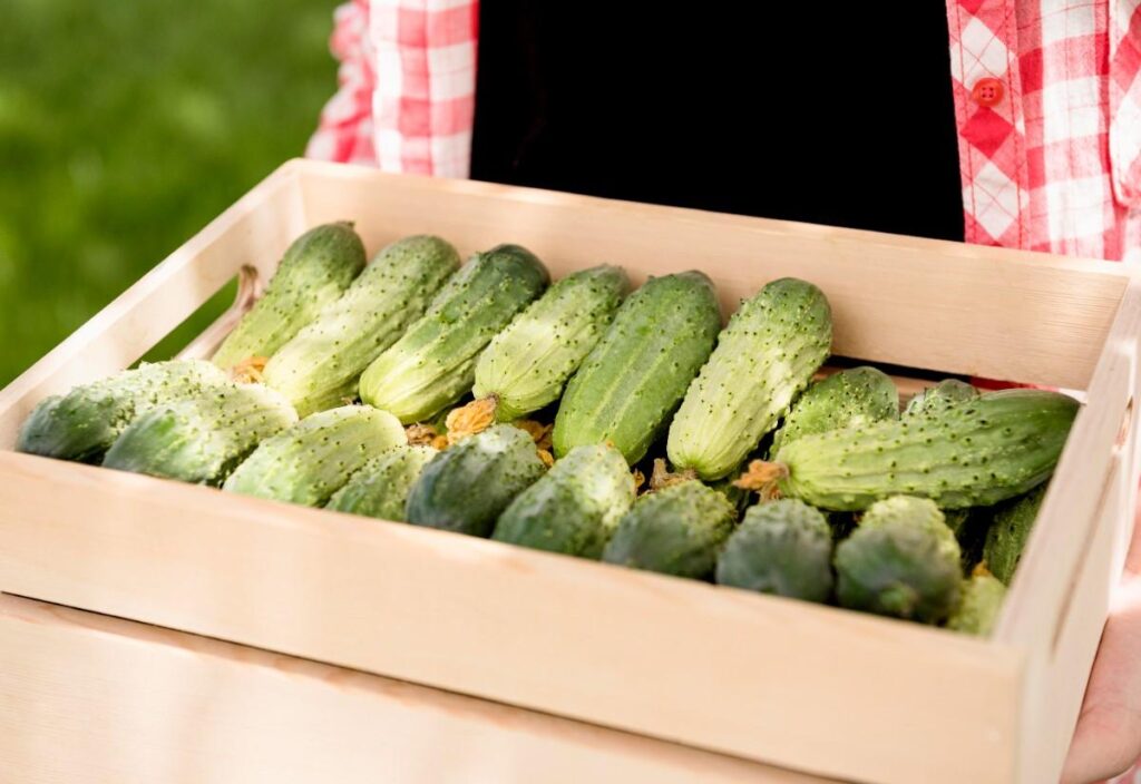 Terrace Gardening for Beginners 