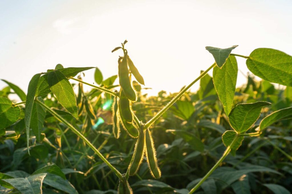 Expert Tips for Growing Soybeans Successfully and Boosting Yields