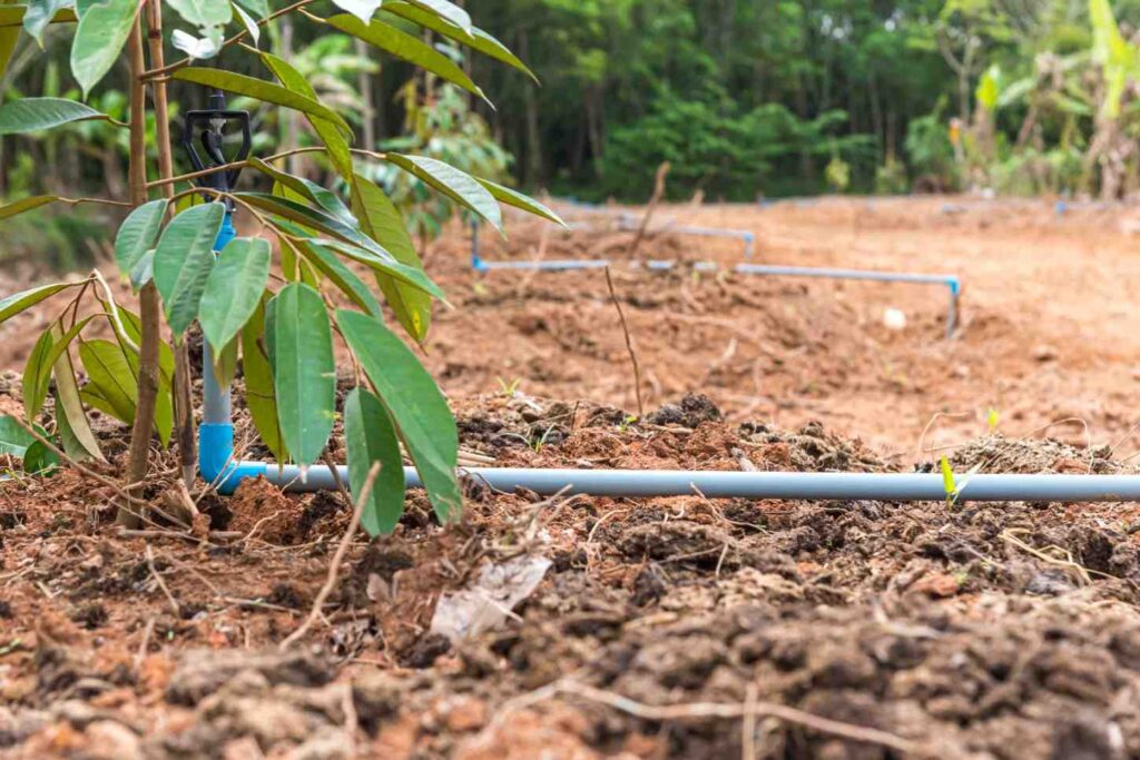 How to Improve the Properties of Sandy Soils for Optimal Plant Growth