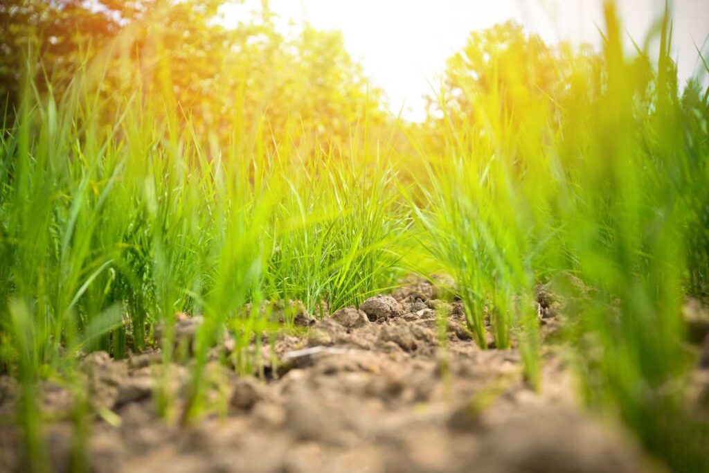 How to Improve the Properties of Sandy Soils for Optimal Plant Growth