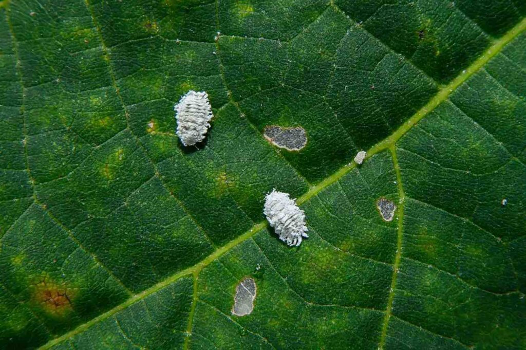 8 Easy Ways to Eliminate Mealybugs Fast: Proven Methods That Work