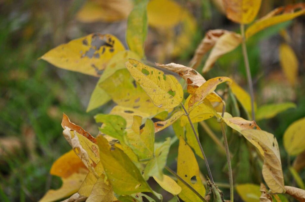 Expert Tips for Growing Soybeans Successfully and Boosting Yields