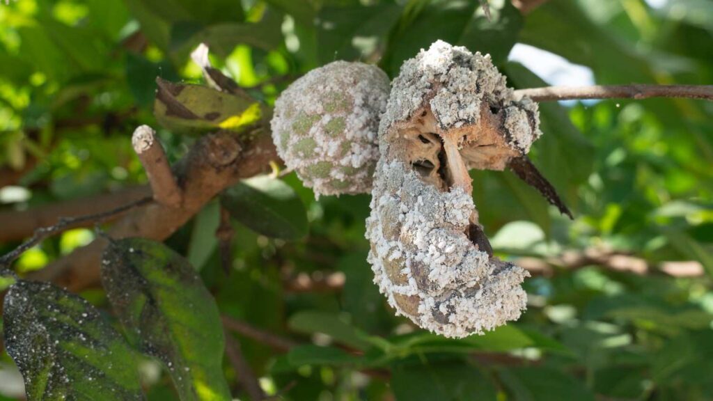 8 Easy Ways to Eliminate Mealybugs Fast: Proven Methods That Work