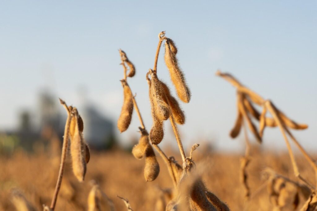How Soy Farming Impacts Earth More Than You Think