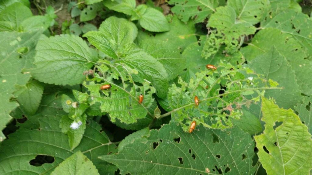  India’s 2025 Guide to Sustainable Crop Success