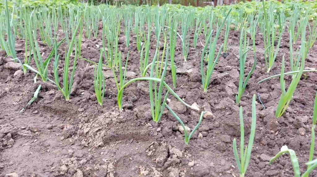 Master Direct Sowing: Grow Vegetables Fast with Simple Steps